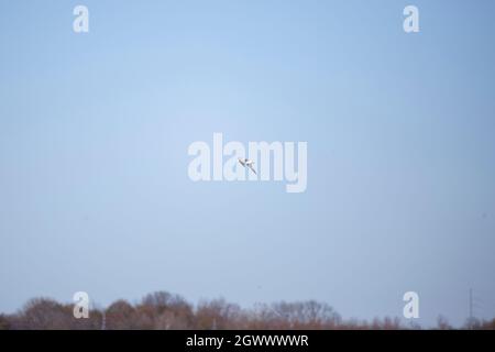 Single ring-billed gull (Larus delawarensis) in flight through a blue sky Stock Photo