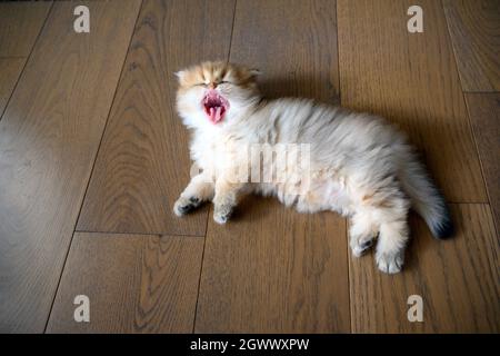 Kitten opens its mouth wide yawning sees teeth and tongue, cat just woke up and is sleepy, top view of cat sleeping on wooden floor in room, British l Stock Photo