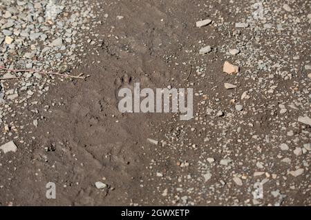 Striped skunk (Mephitis mephitis) tracks on a muddy pathway Stock Photo