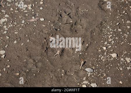 Striped skunk (Mephitis mephitis) tracks on a muddy pathway Stock Photo