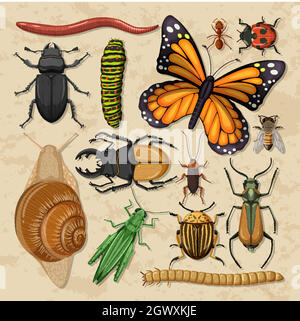 Set of different insects in wooden frame background illustration Stock ...