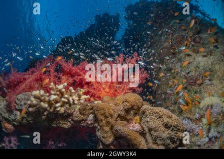 Coral reef and water plants in the Red Sea, Eilat Israel
