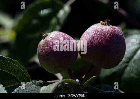 small ripe red apples on green tree. Rays of Sun and dew on them. Early morning after rain. Stock Photo