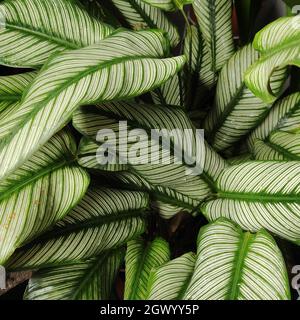 Close-up Of Palm Leaves Calathea White Star