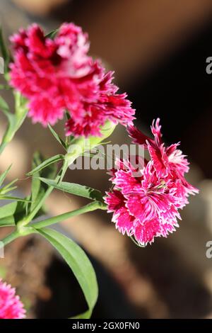 Beautiful Carnation flowers are blooming in the morning Stock Photo
