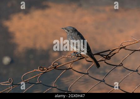 young phoenicurus ochruros perched on wire outdoors in summer Stock Photo