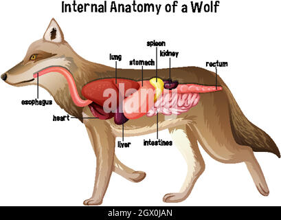 Internal Anatomy of a Wolf Stock Vector