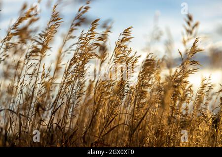 Selective soft focus of a dry grass blowing on the wind at golden sunset light Stock Photo