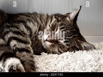 Tabby cat sleeps on a white fluffy bed. Stock Photo