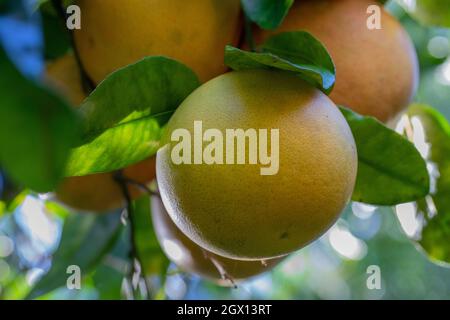 A bunch of organic grapefruits hanging from the tree on a sunny day in Hawaii Stock Photo