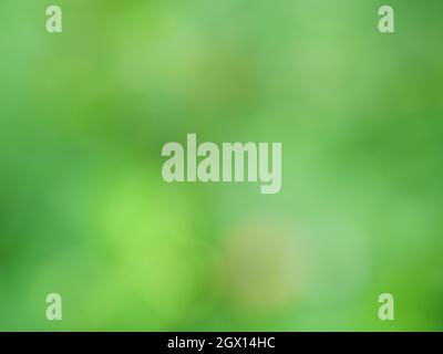 Abstract background from natural Bokeh for the celebration of the holiday season, Mix of white with green and yellow circle Stock Photo