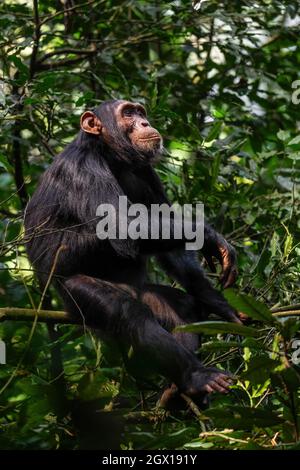 Common Chimpanzee - Pan troglodytes, popular great ape from African forests and woodlands, Kibale forest, Uganda. Stock Photo