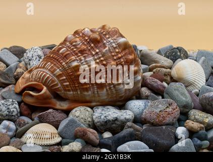 Set of colorful sea shell and stones on orange background. Stock Photo