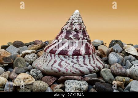 Set of colorful sea shell and stones on orange background. Stock Photo