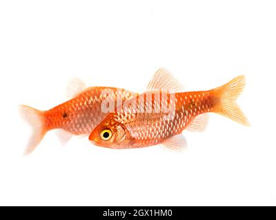 Rosy barb in front of white background Stock Photo