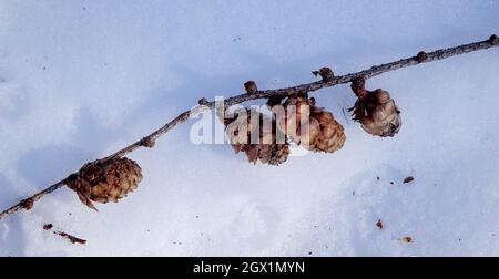 Pinecones on the snow in deep forest of Nikko, Japan. Stock Photo