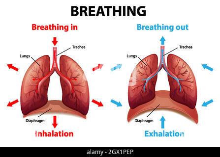 The process of breathing explained illustration Stock Vector Image ...