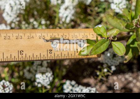 third instar stage Western Monarch Butterfly Caterpillar crawling on twig over ruler, showing measurement on ruler of 13mm Stock Photo