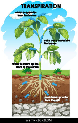 Diagram of transpiration with plant and water illustration Stock Vector ...