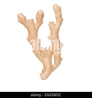 Big ginger root isolated on the white background. Stock Photo