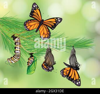 A Set of Butterfly Life Cycle Stock Vector