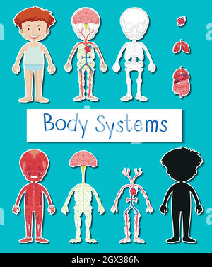 Little boy and body system poster Stock Vector