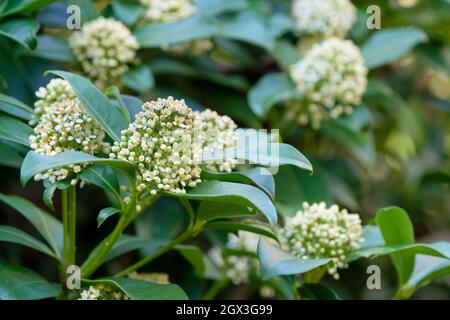 Skimmia japonica 'Fragrans' syn 'Fragrant Cloud' also known as Japanese Skimmia 'Fragrans'. Fragrant white flowers in early spring. Stock Photo