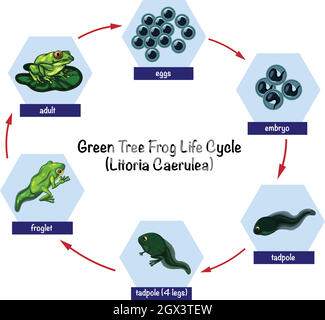 Green tree frog life cycle Stock Vector