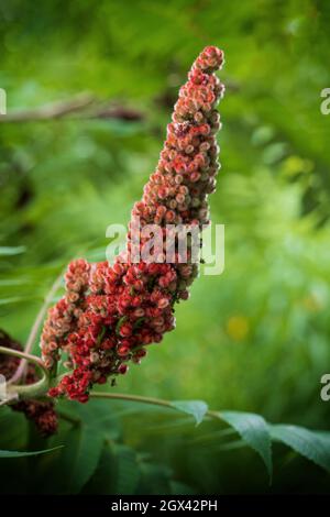 Small Sumac tree Stock Photo - Alamy