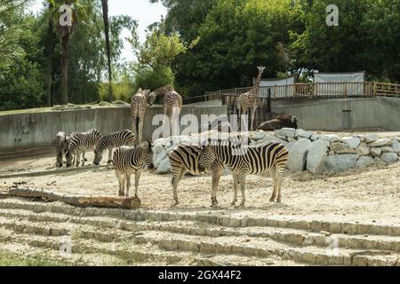 Giraffes, zebras and wildebeest are bred in quasi-captivity in Western zoos. Stock Photo