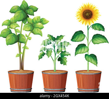 Sunflower plant in pot cartoon isolated illustration Stock Vector Image ...
