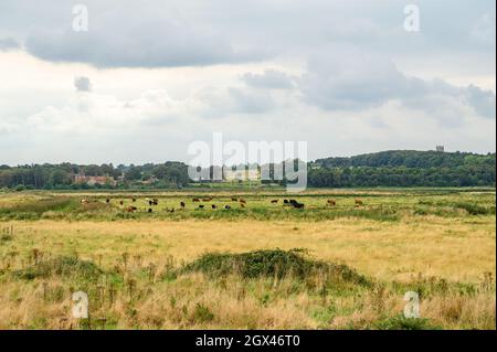 Cattle grazing on the marshland in Blakeney Freshes between the villages of Blakeney and Cley next the Sea, Norfolk, England. Stock Photo