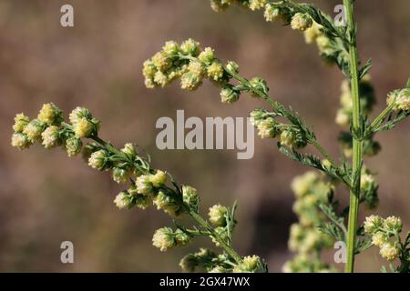 Artemisia annua, Annie dulce, sagewort dulce, Armoise annuelle, Compositae.  Planta silvestre rodada en verano Fotografía de stock - Alamy