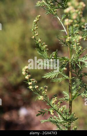 Artemisia annua - armoise annuelle