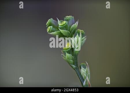 Bupleurum asperuloides, Apiaceae. Wild plant shot in summer. Stock Photo