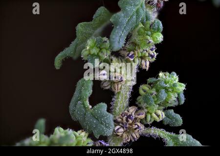 Dysphania pumilio, Chenopodium pumilio, Chenopodiaceae. Wild plant shot in summer. Stock Photo