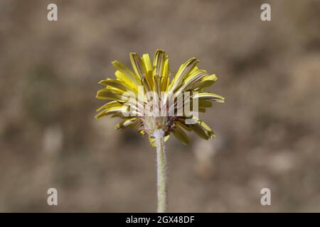 Taraxacum serotinum, Compositae. Wild plant shot in summer. Stock Photo