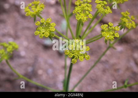 Ferulago sylvatica, Apiaceae. Wild plant shot in summer. Stock Photo