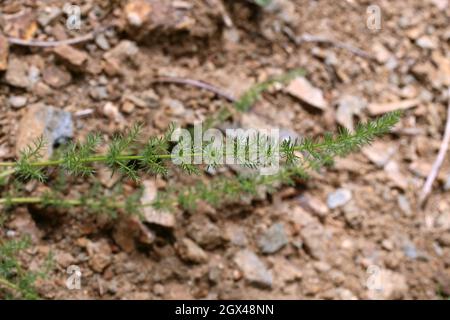 Ferulago sylvatica, Apiaceae. Wild plant shot in summer. Stock Photo