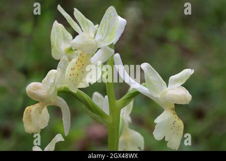Orchis provincialis, Provence Orchid, Orchidaceae. Wild plant shot in summer. Stock Photo