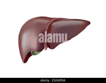 3D human liver. Realistic human organ on white background. Vector ...