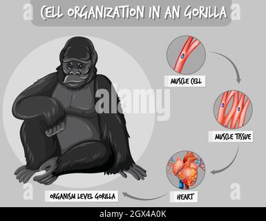 Diagram showing cell organization in a gorilla illustration Stock Vector