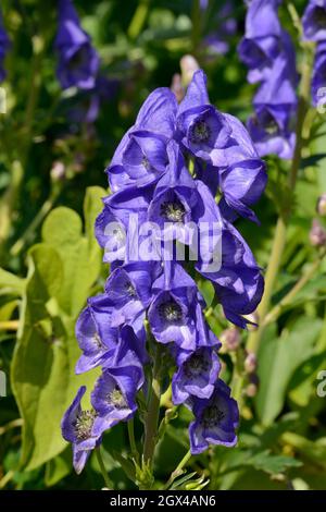 Aconitum carmichaelii blue Moonkshood flowers Stock Photo