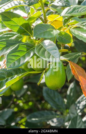 Green Avocado, Persea americana , fruit growing on tree, Spain. Stock Photo