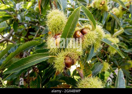 Sweet Spanish chestnut (Castanea sativa) on tree, Spain. Stock Photo