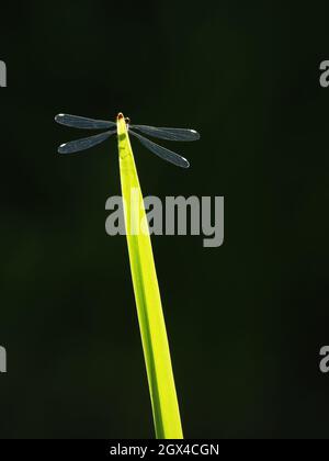 Willow Emerald Damselfly - backlit Chalcolestes viridis Essex, UK IN001331 Stock Photo