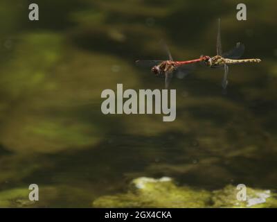 Common Darter Dragonfly - pair egglaying in flight Sympetrum striolatum Essex, UK IN001474 Stock Photo