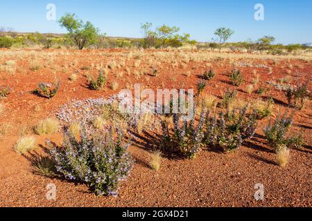 Wildflowers during the desert bloom in the Pilbara at springtime, Western Australia, Australia