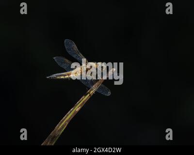 Four Spotted Chaser Dragonfly - Perched Libellula quadrimaculata Essex,UK IN001967 Stock Photo