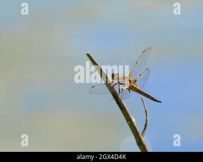 Four Spotted Chaser Dragonfly - Perched Libellula quadrimaculata Essex,UK IN001970 Stock Photo